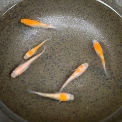 紅白ラメメダカ　230317