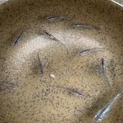 ジャパンブルーメダカ　230317の画像