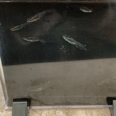 ジャパンブルーメダカ　230317の画像