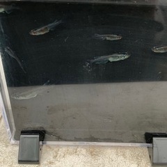 ジャパンブルーメダカ　230317の画像