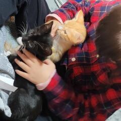元飼い猫保護猫(急募！！) - 糸島市