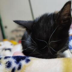 元飼い猫保護猫(急募！！)