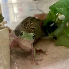 ゆるくながくお友達に。 - 土浦市