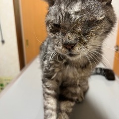 老猫が行き倒れになってました