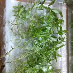 水草　ハイグロポリスペルマ　水中葉の画像