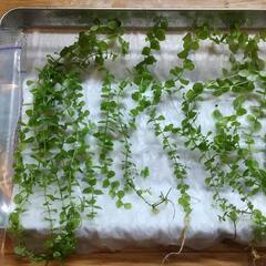 ■水草　ラージパールグラス■の画像