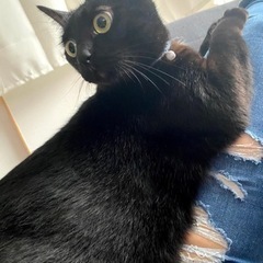 里親募集します