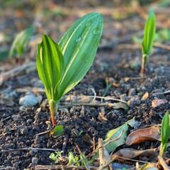 銀座でも食べれない日本最高峰の山菜体験教室! 日本トップの山菜たちに出会える ！の画像