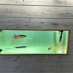 アロワナ　ダトニオプラスワン 他4匹　アクリル水槽セット　1200cm