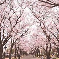 【参加者募集中】3/26(日)12:30〜　 府中の森公園でロピアの惣菜、スイーツを楽しめるお花見ピクニック会 - 府中市