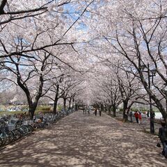 【参加者募集中】3/26(日)12:30〜　 府中の森公園でロピアの惣菜、スイーツを楽しめるお花見ピクニック会 - 地域/お祭り