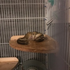シマリス　里親が決まりました！ありがとうございました。 - その他