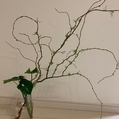 雲竜柳　切り枝100cm前後x2セット