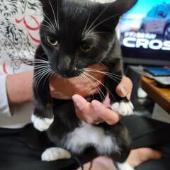元飼い猫保護猫(急募！！) − 福岡県