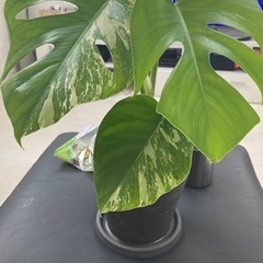 31斑入りモンステラ 31斑入りモンステラ