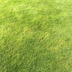 芝生のお手入れお任せください。の画像