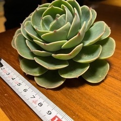 七福神　(多肉植物)の画像