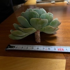 七福神　(多肉植物)の画像