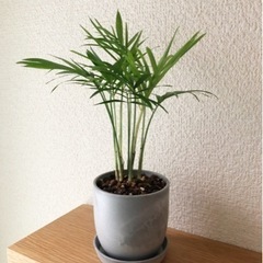 観葉植物　テーブルヤシ(14)　23cm　おしゃれな2号の鉢と受け皿付きの画像