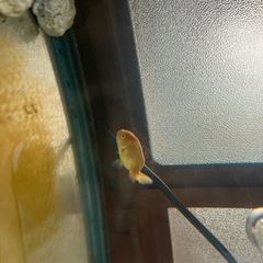 アルビノらんちゅう