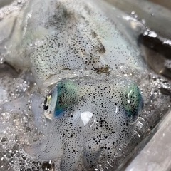 3月19日釣りしませんか。