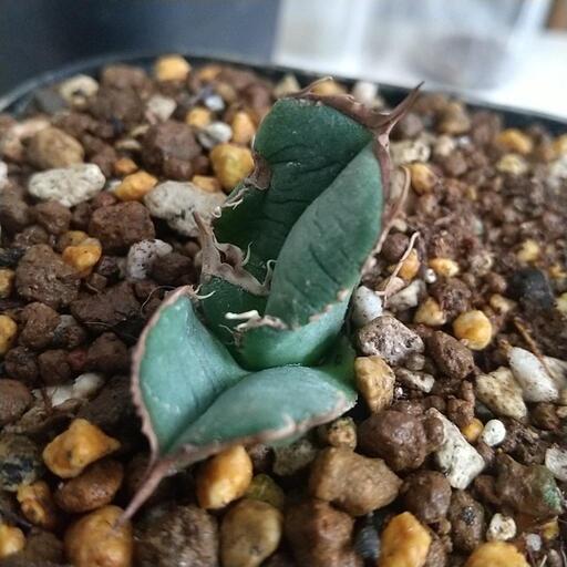 アガベ 鰐亀 極上株。