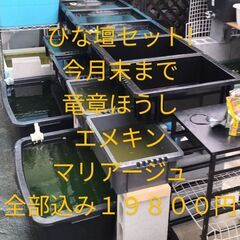 メダ活シーズン到来!メダカ水槽【ひな壇セット】メダカ