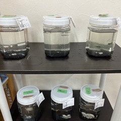 川棚JA メダカ出荷中