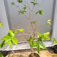 ジャボチカバ　　お得！　　希少フルーツ