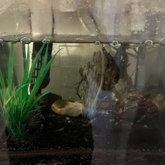 GEX 30cmキューブ水槽セット