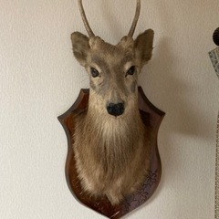 壁掛け　シカのはく製