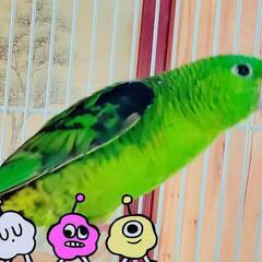 インコ里親お話中