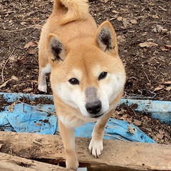 柴犬・メス・２歳3ヶ月・健康・良血統
