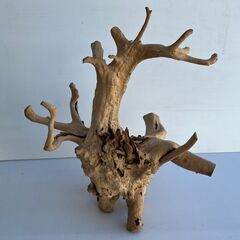 大きな流木①　変木　横60㎝　縦60㎝　奥行35㎝