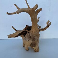 大きな流木①　変木　横60㎝　縦60㎝　奥行35㎝の画像