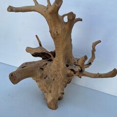 大きな流木①　変木　横60㎝　縦60㎝　奥行35㎝の画像