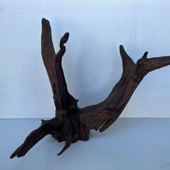 大きな流木②　変木　横62㎝　縦80㎝　奥行60㎝