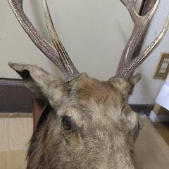 🦌鹿の壁掛け🦌壁飾り🌟トロフィー🌟の画像
