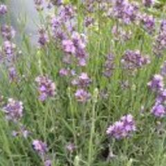 【1日体験】4/15（土）ラベンダー水蒸気蒸留体験と水蒸気蒸留法...