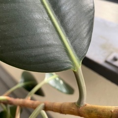 観葉植物　インドゴムの木？　大きいです