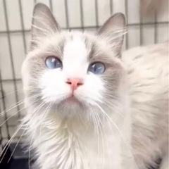 ラグドール成猫さん😸🐈　2ニャンいます。【②枚写真がありまが、別...