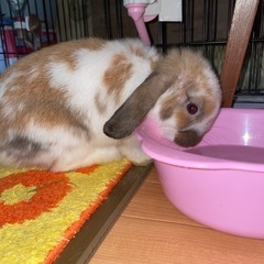 可愛いがってください