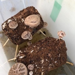 廃菌床 畑の土に混ぜたりやカブトムシやクワガタの幼虫の餌に 値下げいたしました。の画像