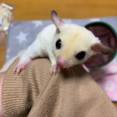 フクロモモンガ　モシスティック　男の子　2304の画像