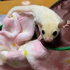 フクロモモンガ　モシスティック　男の子　2304 - ペット