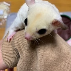フクロモモンガ　モシスティック　男の子　2304 - 千曲市