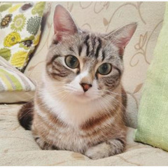 猫専門のペットシッター　● キャットシッター香箱座り ●