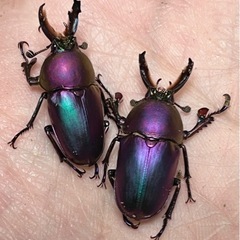 ニジイロクワガタ等　春の販売会