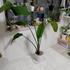 ストレリチア 極楽鳥花の画像