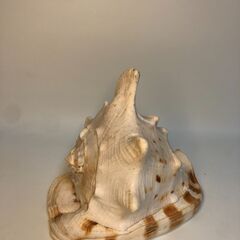 かたつむりsnail 貝の画像